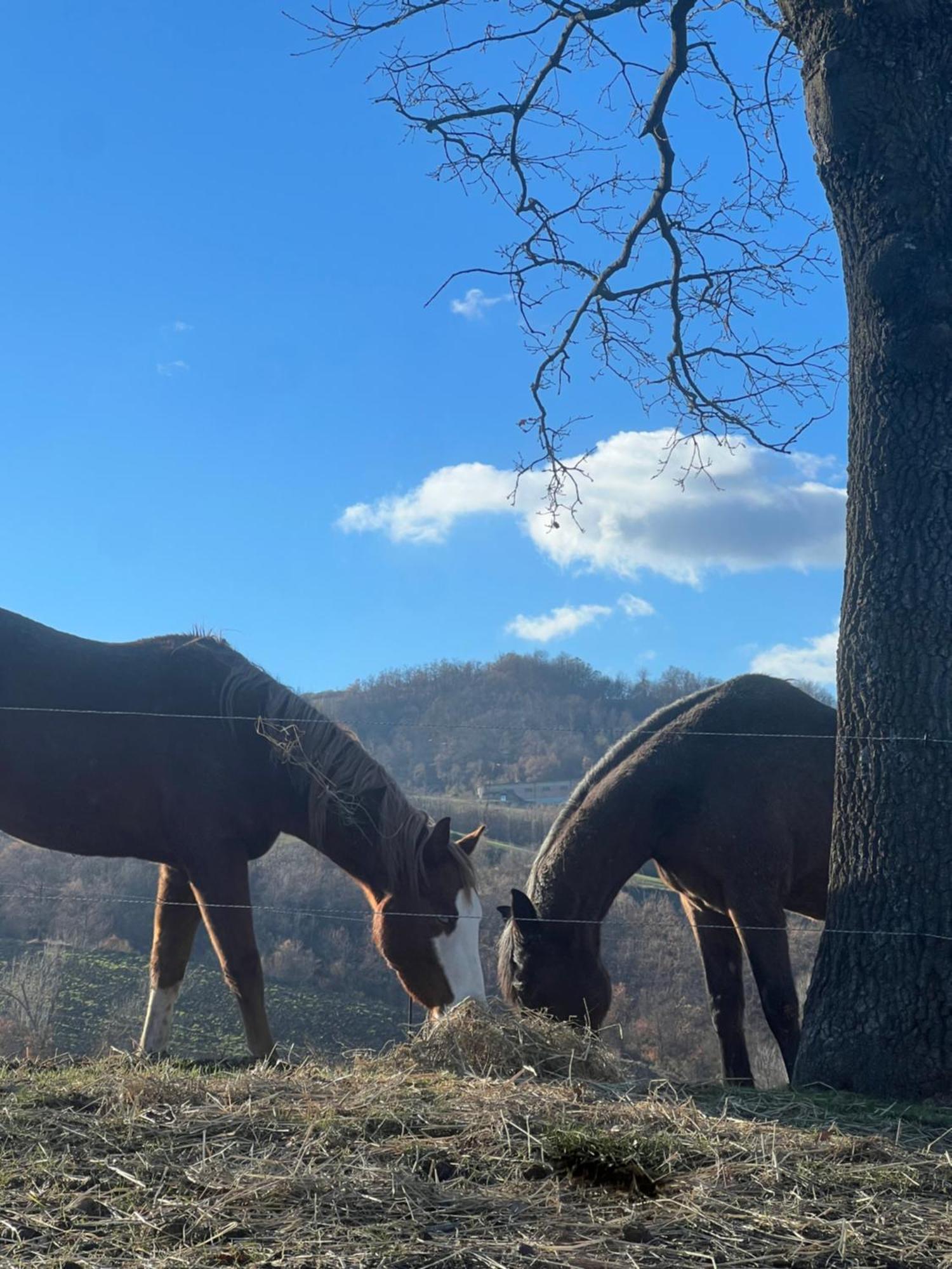 Agriturismo Prato Del Re Prignano sulla Secchia Dış mekan fotoğraf