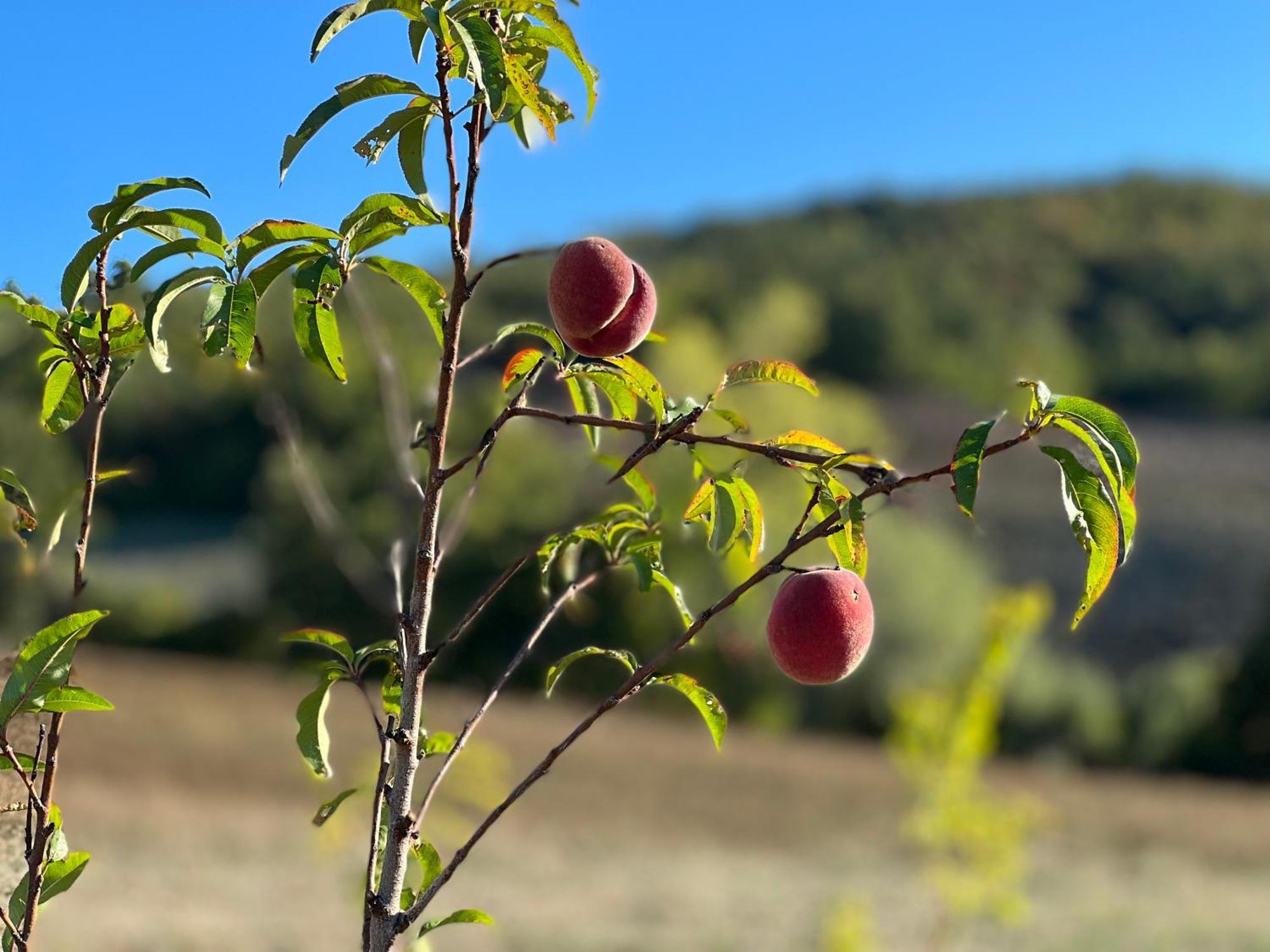 Agriturismo Prato Del Re Prignano sulla Secchia Dış mekan fotoğraf