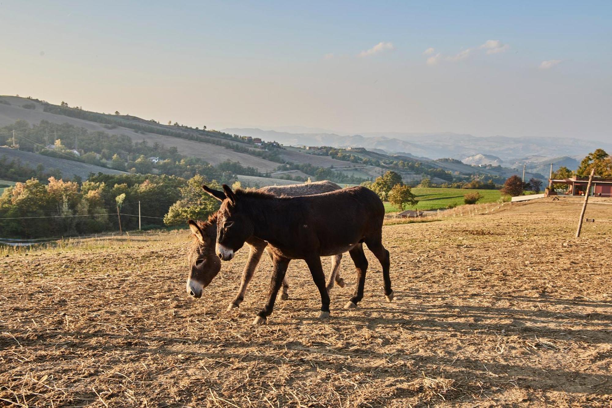 Agriturismo Prato Del Re Prignano sulla Secchia Dış mekan fotoğraf